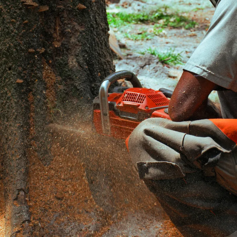 tree-removal-page-main